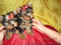 (Йоркширский терьер щенки) - <ro>Изображение</ro><ru>Изображение</ru> #1, <ru>Объявление</ru> #82030