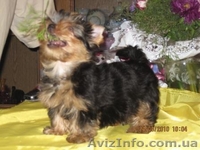 (Йоркширский терьер щенки) - <ro>Изображение</ro><ru>Изображение</ru> #2, <ru>Объявление</ru> #82030