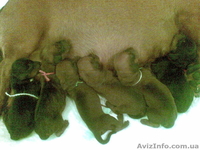 Клубные щенки таксы - <ro>Изображение</ro><ru>Изображение</ru> #1, <ru>Объявление</ru> #84422