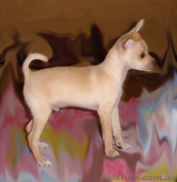 русский той терьер - <ro>Изображение</ro><ru>Изображение</ru> #2, <ru>Объявление</ru> #76804