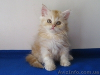 Шотландские котята скоттиш фолд и страйт - <ro>Изображение</ro><ru>Изображение</ru> #3, <ru>Объявление</ru> #87551