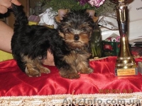 (Йоркширский терьер щенки) - <ro>Изображение</ro><ru>Изображение</ru> #3, <ru>Объявление</ru> #82030