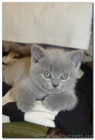 Шотландские котята (Scottish fold/stright) - <ro>Изображение</ro><ru>Изображение</ru> #1, <ru>Объявление</ru> #84038