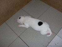 Уникальная девочка американского бульдога с ооочень оригинальным окрасом! - <ro>Изображение</ro><ru>Изображение</ru> #1, <ru>Объявление</ru> #77288