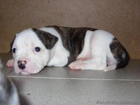 СРОЧНО! Отличные щенки американского бульдога - <ro>Изображение</ro><ru>Изображение</ru> #4, <ru>Объявление</ru> #77286