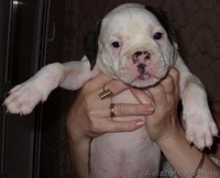 СРОЧНО! Отличные щенки американского бульдога - <ro>Изображение</ro><ru>Изображение</ru> #3, <ru>Объявление</ru> #77286