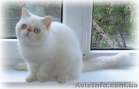 Котята: персы, экзоты, гималайцы из питомника - <ro>Изображение</ro><ru>Изображение</ru> #3, <ru>Объявление</ru> #87353