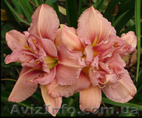 Лилейнии, ирисы, хосты, флоксы - редкие сорта и др. многолетние ростения - <ro>Изображение</ro><ru>Изображение</ru> #2, <ru>Объявление</ru> #78713