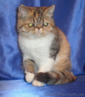 МИЛЫЕ КОТЯТА - ПЕРСИКИ И ЭКЗОТИКИ - <ro>Изображение</ro><ru>Изображение</ru> #3, <ru>Объявление</ru> #59859