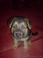 Породистые щенки немецкой овчарки ищут своих хозяев! - <ro>Изображение</ro><ru>Изображение</ru> #1, <ru>Объявление</ru> #85975