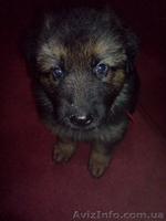 Породистые щенки немецкой овчарки ищут своих хозяев! - <ro>Изображение</ro><ru>Изображение</ru> #4, <ru>Объявление</ru> #85975