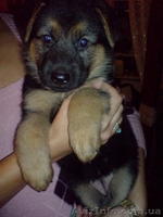 Породистые щенки немецкой овчарки ищут своих хозяев! - <ro>Изображение</ro><ru>Изображение</ru> #3, <ru>Объявление</ru> #85975