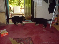 Породистые щенки немецкой овчарки ищут своих хозяев! - <ro>Изображение</ro><ru>Изображение</ru> #5, <ru>Объявление</ru> #85975