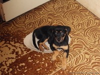 ЩЕНКИ........................................ - <ro>Изображение</ro><ru>Изображение</ru> #1, <ru>Объявление</ru> #76698