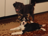 ЩЕНКИ........................................ - <ro>Изображение</ro><ru>Изображение</ru> #2, <ru>Объявление</ru> #76698