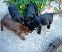 Продаю щенков лабрадора-ретривера! - <ro>Изображение</ro><ru>Изображение</ru> #1, <ru>Объявление</ru> #82454