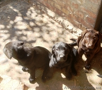 Продаю щенков лабрадора-ретривера! - <ro>Изображение</ro><ru>Изображение</ru> #2, <ru>Объявление</ru> #82454