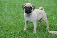 Щенки Мопса от чемпионской пары - <ro>Изображение</ro><ru>Изображение</ru> #1, <ru>Объявление</ru> #48467