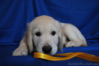Золотистого ретривера щенки - <ro>Изображение</ro><ru>Изображение</ru> #1, <ru>Объявление</ru> #74867