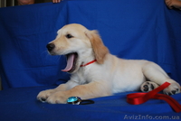 Золотистого ретривера щенки - <ro>Изображение</ro><ru>Изображение</ru> #2, <ru>Объявление</ru> #74867
