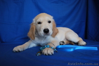 Золотистого ретривера щенки - <ro>Изображение</ro><ru>Изображение</ru> #3, <ru>Объявление</ru> #74867