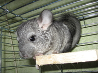 продам шиншилу хорошему хозяину - <ro>Изображение</ro><ru>Изображение</ru> #1, <ru>Объявление</ru> #82137