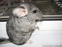 продам шиншилу хорошему хозяину - <ro>Изображение</ro><ru>Изображение</ru> #2, <ru>Объявление</ru> #82137