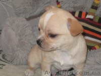 Щенки Чихуахуа Доставка        - <ro>Изображение</ro><ru>Изображение</ru> #3, <ru>Объявление</ru> #82033