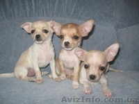 Щенки Чихуахуа Доставка        - <ro>Изображение</ro><ru>Изображение</ru> #5, <ru>Объявление</ru> #82033