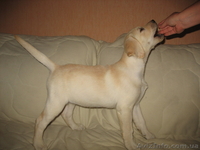 Щенок лабрадора ретривера (палевый) - <ro>Изображение</ro><ru>Изображение</ru> #3, <ru>Объявление</ru> #77708