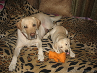 Щенок лабрадора ретривера (палевый) - <ro>Изображение</ro><ru>Изображение</ru> #2, <ru>Объявление</ru> #77708