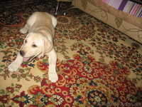 Щенок лабрадора ретривера (палевый) - <ro>Изображение</ro><ru>Изображение</ru> #1, <ru>Объявление</ru> #77708