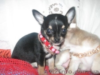 Щенки Чихуахуа Доставка        - <ro>Изображение</ro><ru>Изображение</ru> #1, <ru>Объявление</ru> #82033