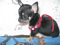 Щенки Чихуахуа Доставка        - <ro>Изображение</ro><ru>Изображение</ru> #4, <ru>Объявление</ru> #82033