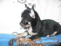 Щенки Чихуахуа Доставка        - <ro>Изображение</ro><ru>Изображение</ru> #2, <ru>Объявление</ru> #82033