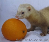 Декоративный хорек,фретка - <ro>Изображение</ro><ru>Изображение</ru> #5, <ru>Объявление</ru> #78917