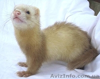 Декоративный хорек,фретка - <ro>Изображение</ro><ru>Изображение</ru> #4, <ru>Объявление</ru> #78917