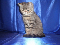 МИЛЫЕ КОТЯТА - ПЕРСИКИ И ЭКЗОТИКИ - <ro>Изображение</ro><ru>Изображение</ru> #2, <ru>Объявление</ru> #59859