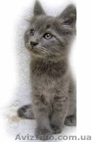 ПОДАРОК В ДОБРЫЕ РУКИ - <ro>Изображение</ro><ru>Изображение</ru> #2, <ru>Объявление</ru> #78281