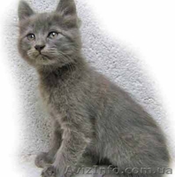 ПОДАРОК В ДОБРЫЕ РУКИ - <ro>Изображение</ro><ru>Изображение</ru> #3, <ru>Объявление</ru> #78281