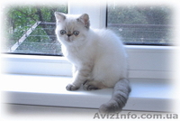 Котята: персы, экзоты, гималайцы из питомника - <ro>Изображение</ro><ru>Изображение</ru> #4, <ru>Объявление</ru> #87353