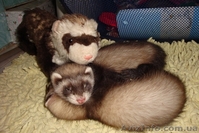 Декоративный хорек,фретка - <ro>Изображение</ro><ru>Изображение</ru> #3, <ru>Объявление</ru> #78917