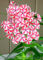 Лилейнии, ирисы, хосты, флоксы - редкие сорта и др. многолетние ростения - <ro>Изображение</ro><ru>Изображение</ru> #4, <ru>Объявление</ru> #78713