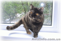 Котята: персы, экзоты, гималайцы из питомника - <ro>Изображение</ro><ru>Изображение</ru> #2, <ru>Объявление</ru> #87353