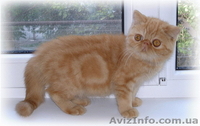 Котята: персы, экзоты, гималайцы из питомника - <ro>Изображение</ro><ru>Изображение</ru> #5, <ru>Объявление</ru> #87353