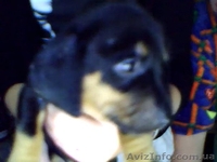 Такса гладкошерстная - щенки - <ro>Изображение</ro><ru>Изображение</ru> #5, <ru>Объявление</ru> #74640