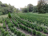 продам Декоративні сажанці  - <ro>Изображение</ro><ru>Изображение</ru> #4, <ru>Объявление</ru> #89167