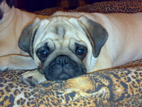 ПРОДАМ СРОЧНО ЩЕНКОВ МОПСА) - <ro>Изображение</ro><ru>Изображение</ru> #3, <ru>Объявление</ru> #99388