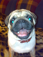 ПРОДАМ СРОЧНО ЩЕНКОВ МОПСА) - <ro>Изображение</ro><ru>Изображение</ru> #2, <ru>Объявление</ru> #99388