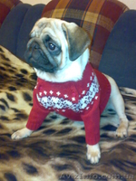 ПРОДАМ СРОЧНО ЩЕНКОВ МОПСА) - <ro>Изображение</ro><ru>Изображение</ru> #1, <ru>Объявление</ru> #99388